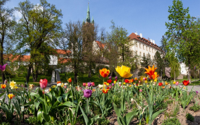 park u jezuitské koleje