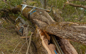 připravené nálože umístěné na stromovém záseku před odpálením